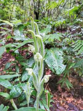 Sarcoglottis acaulis (Sm.) Schltr. resmi