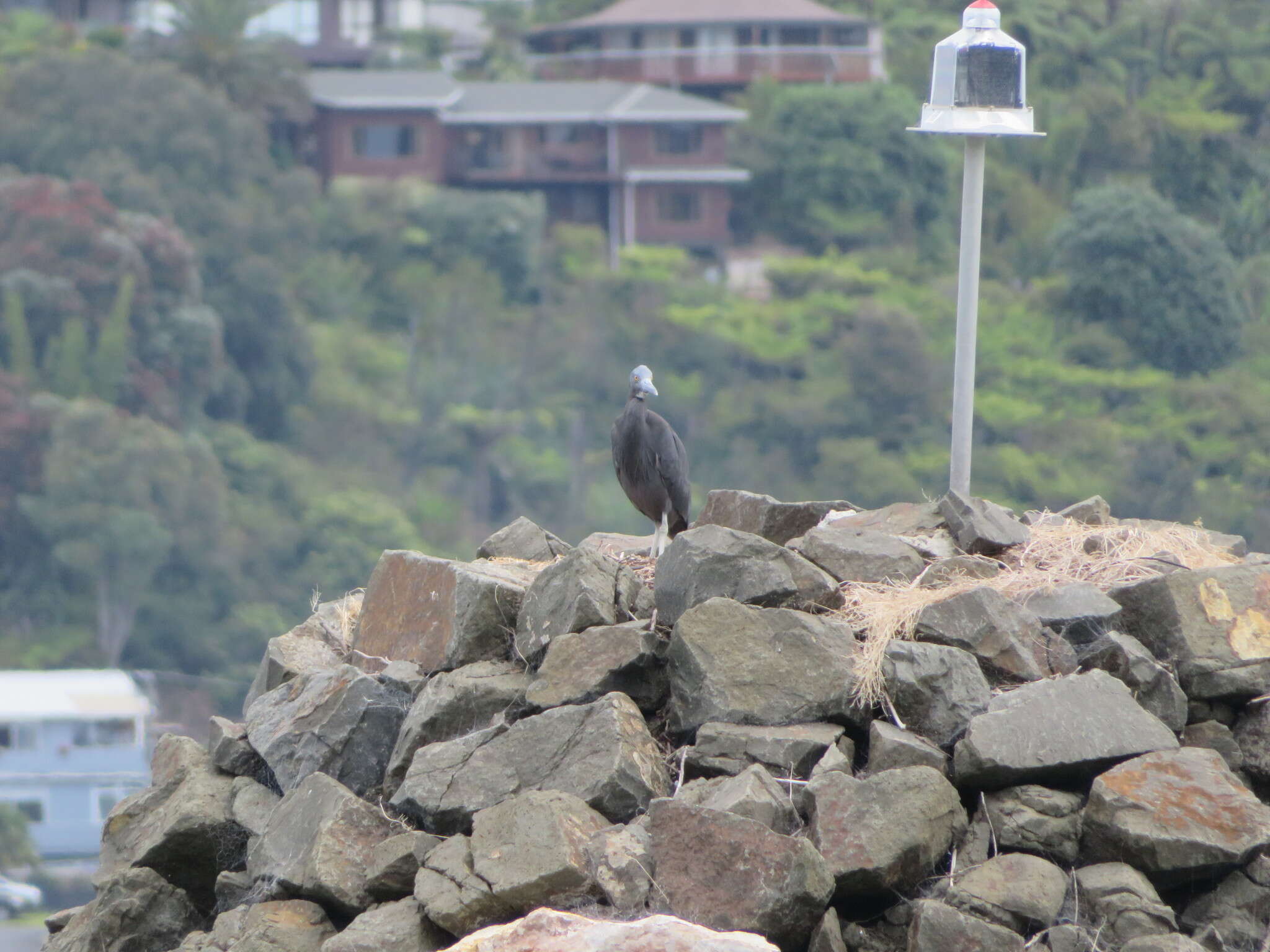 Image of Eastern Reef Egret