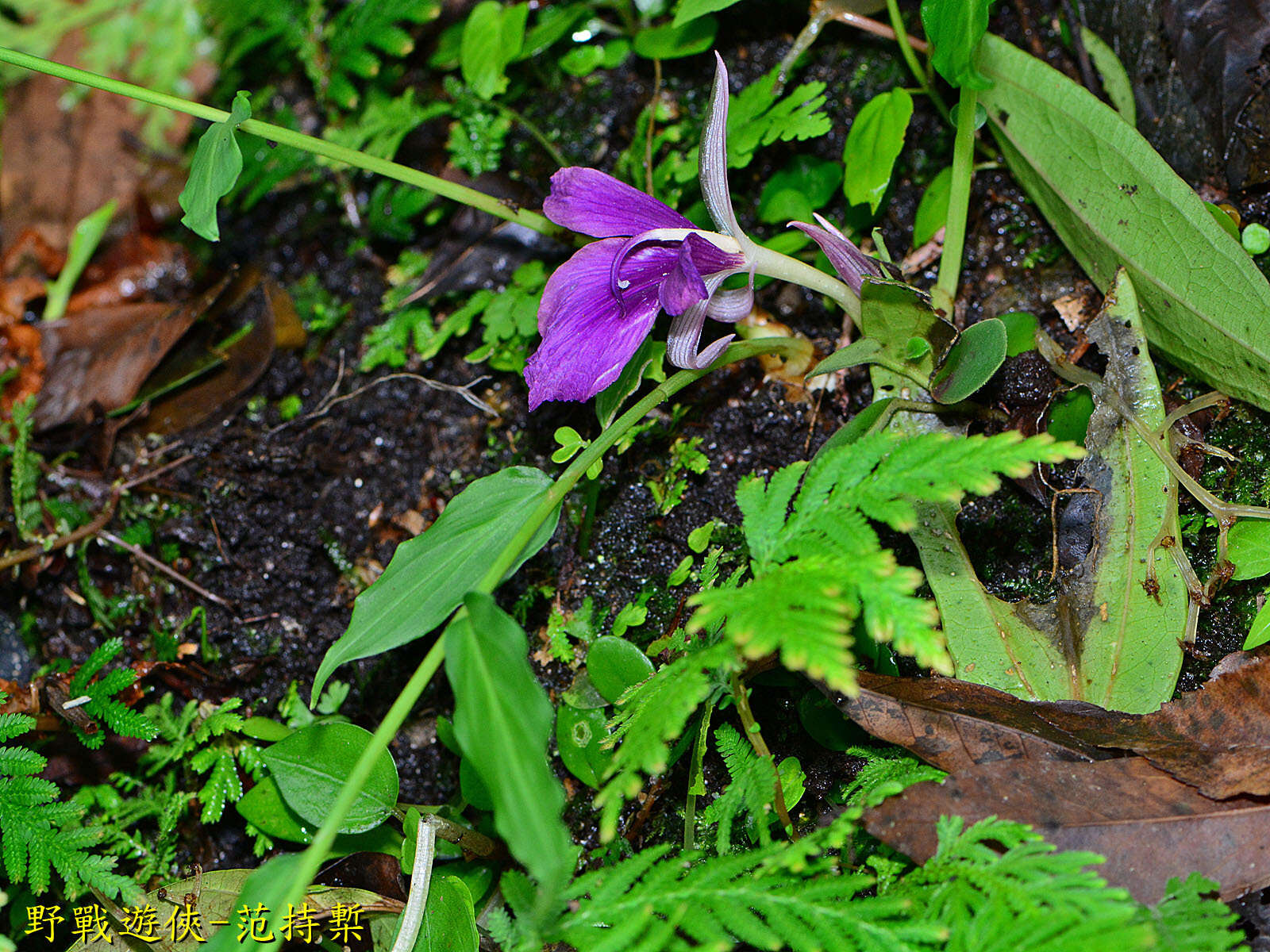 Image of Zingiber chengii