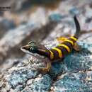 Image of Angola Banded Thick-toed Gecko