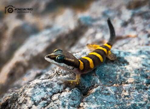 Image of Angola Banded Thick-toed Gecko