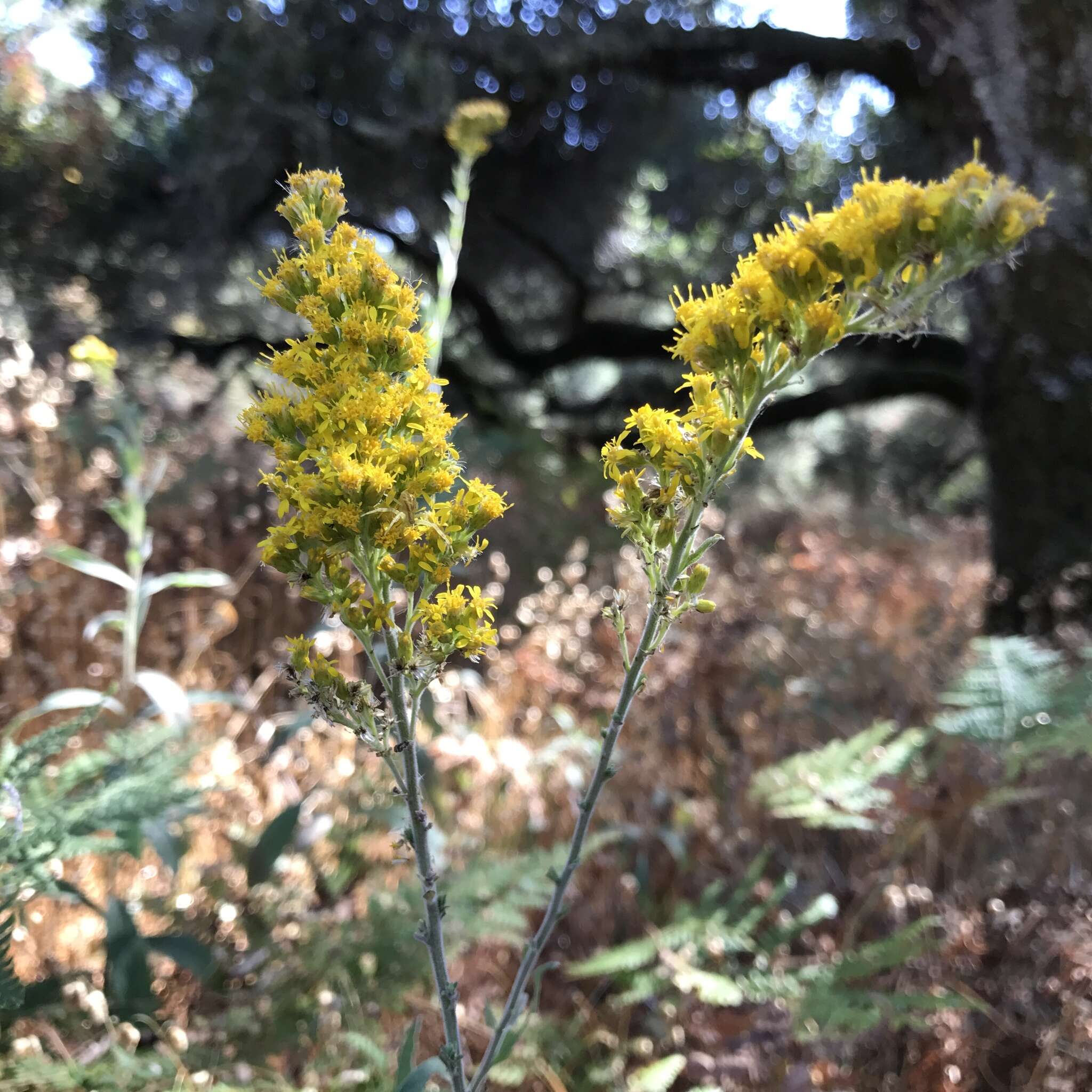 Image of three-nerve goldenrod