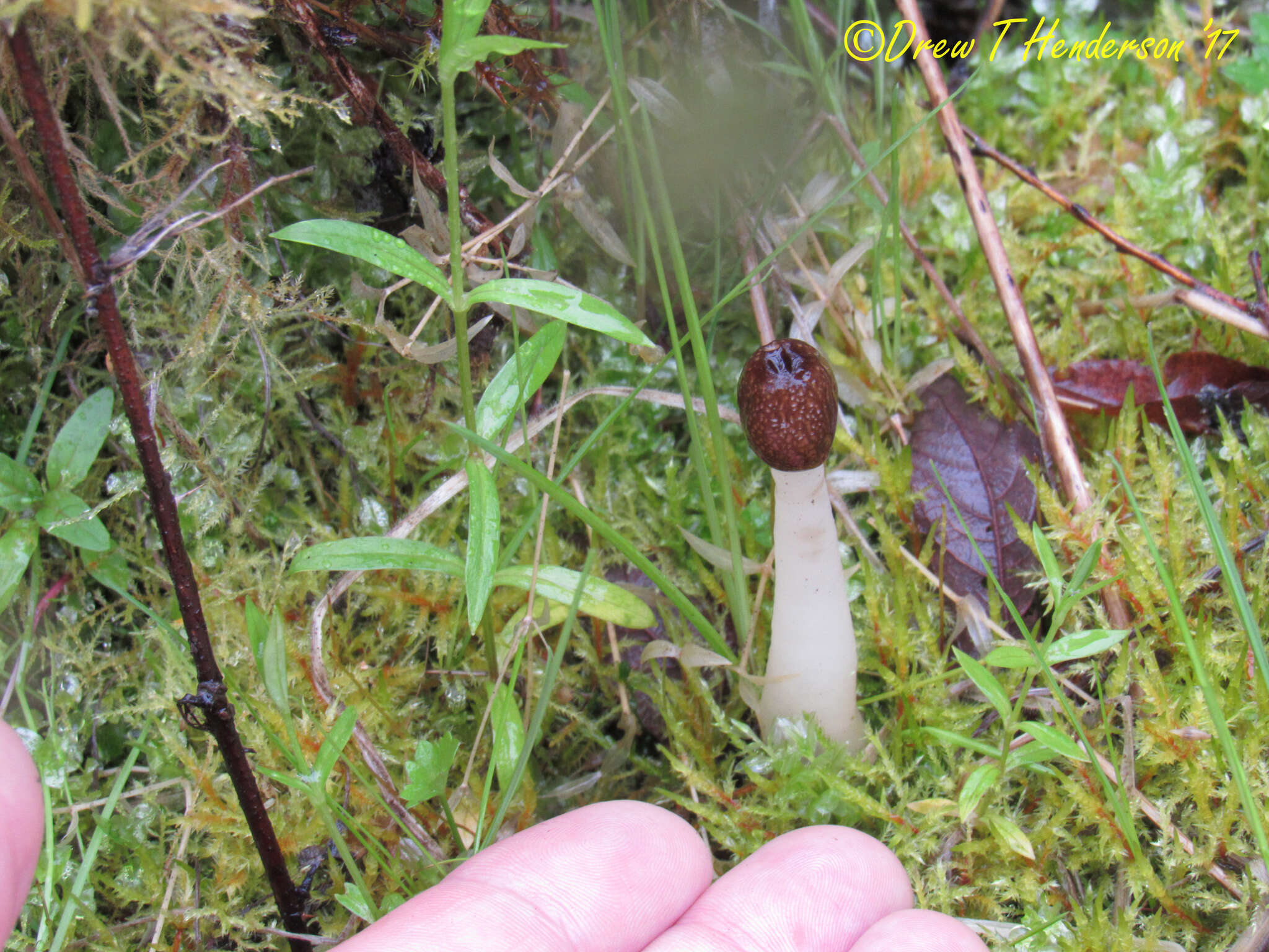 Image of Thimble morel