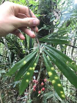 Image of Campylospermum dependens (A. DC.) H. Perrier