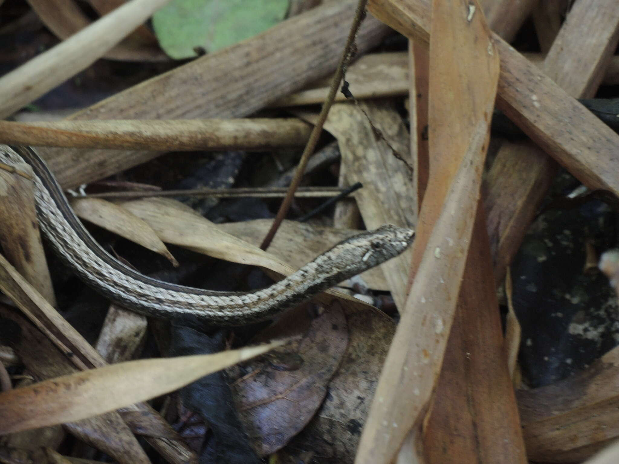 Image of Manolepis Cope 1885