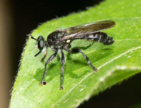 Image of Laphria sicula McAtee 1919