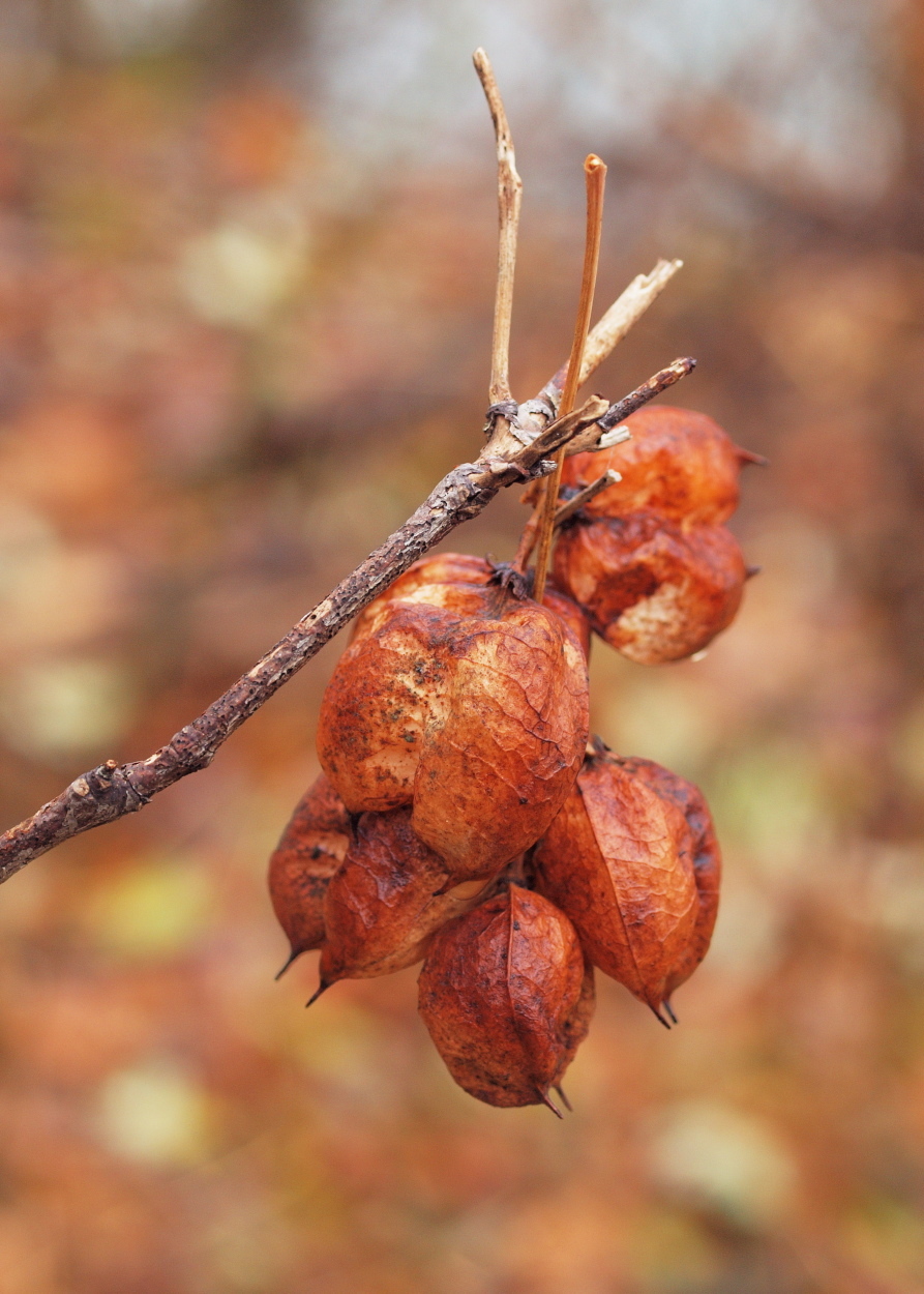 Staphylea pinnata (rights holder: HermannFalkner/sokol)