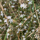 Sivun Wahlenbergia parvifolia (P. J. Bergius) Lammers kuva