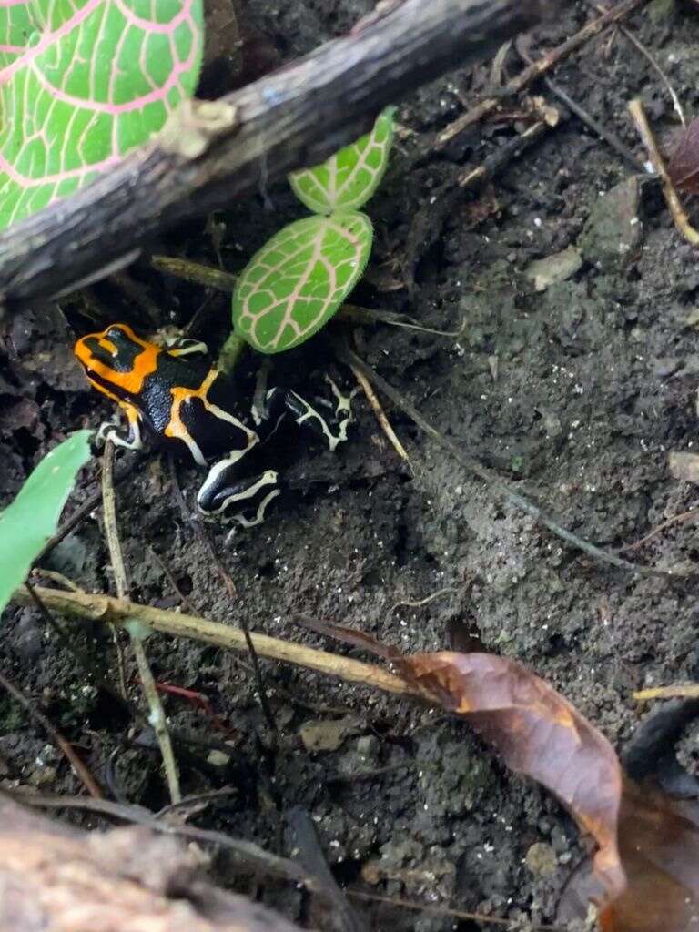 Image of Fantastic Poison Frog