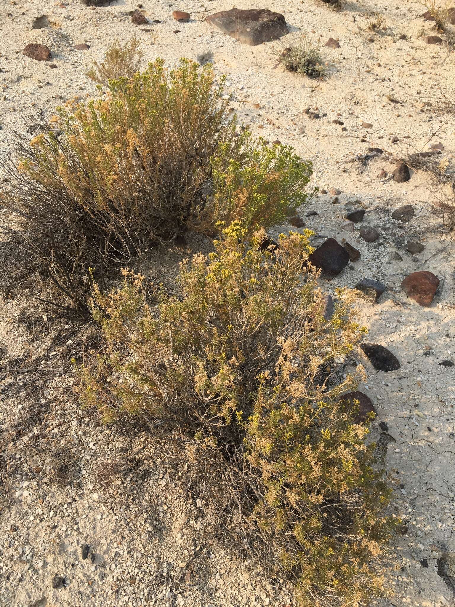 Image de Chrysothamnus viscidiflorus subsp. puberulus (D. C. Eat.) H. M. Hall & Clem.