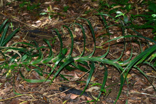 Image of Freycinetia formosana Hemsl.