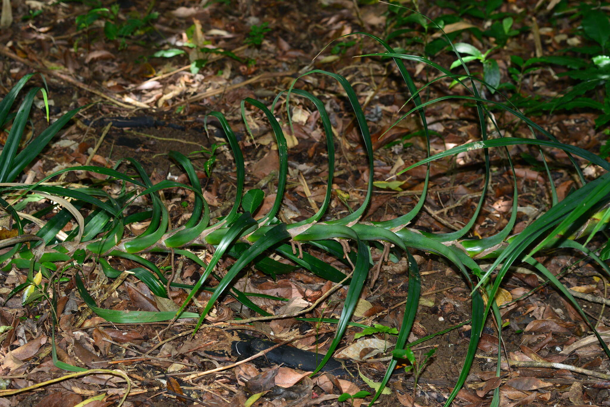 Image of Freycinetia formosana Hemsl.