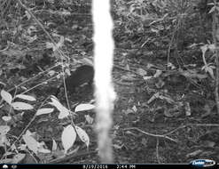 Image of Mexican Agouti