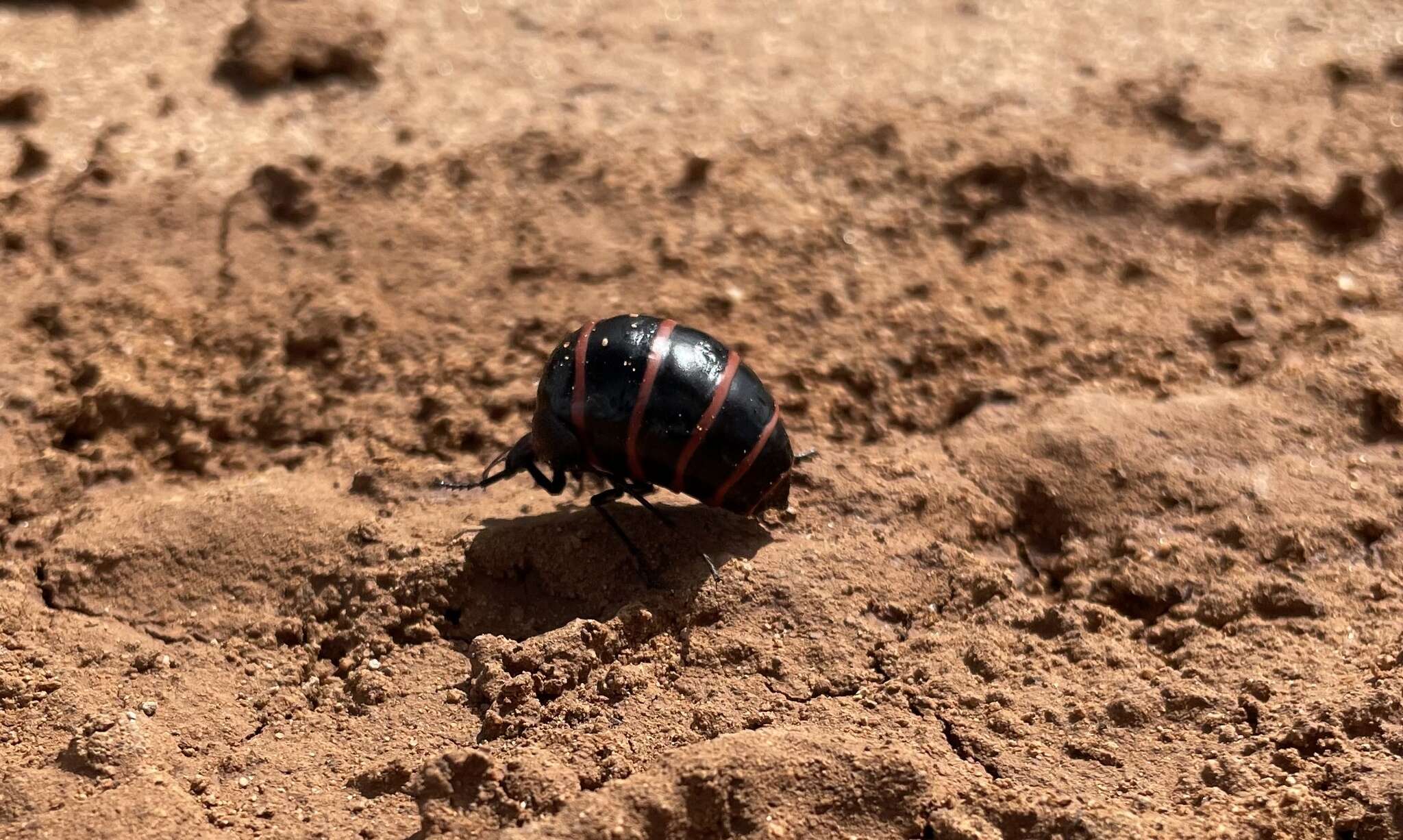 Image of Megetra punctata Selander 1965