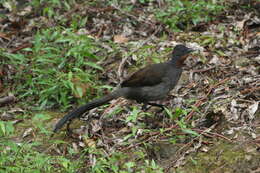 Image of lyrebirds