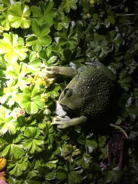 Image of Badditu Forest Treefrog