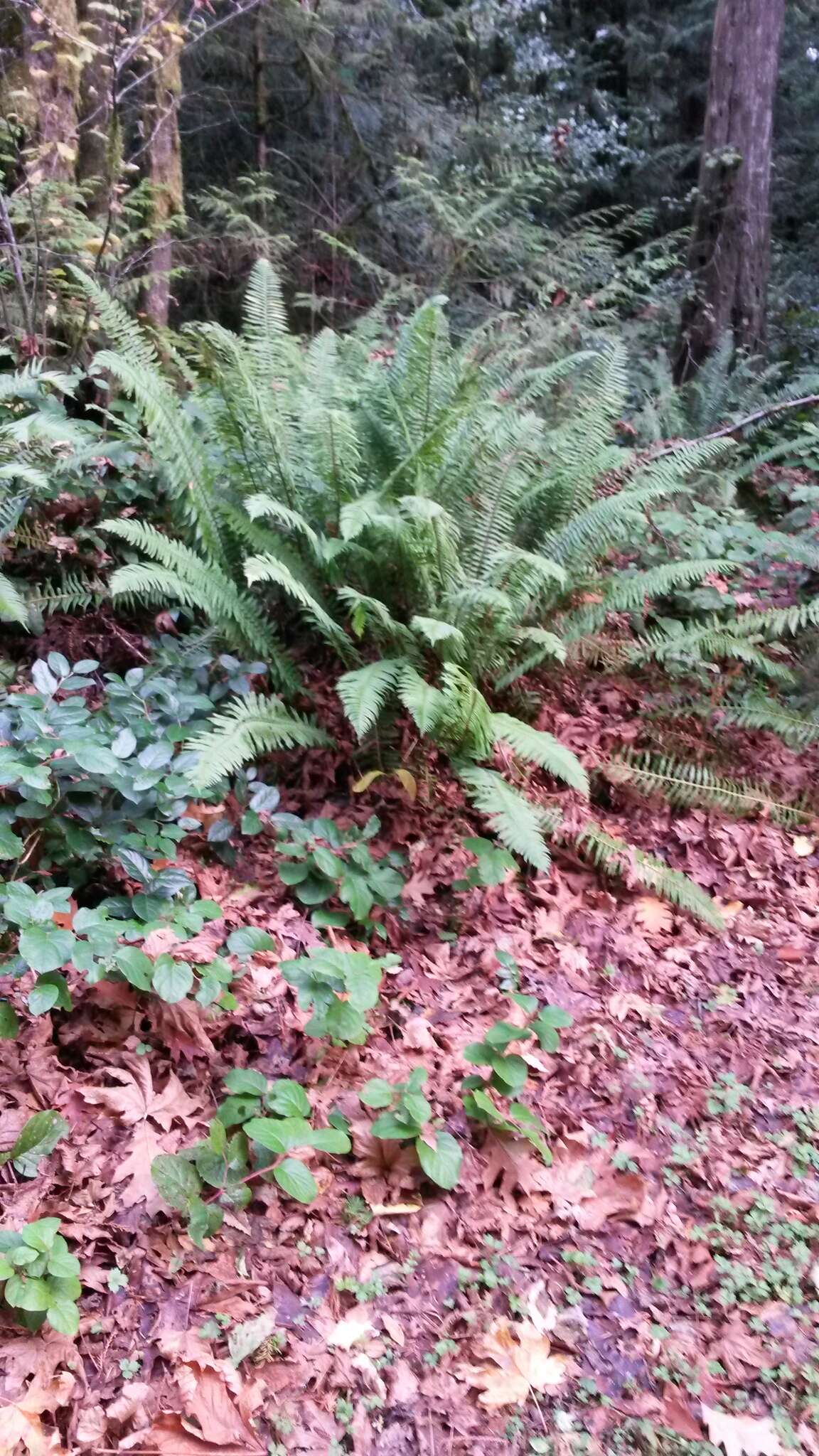 Image of western swordfern