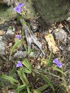 Image of Plateau Spiderwort