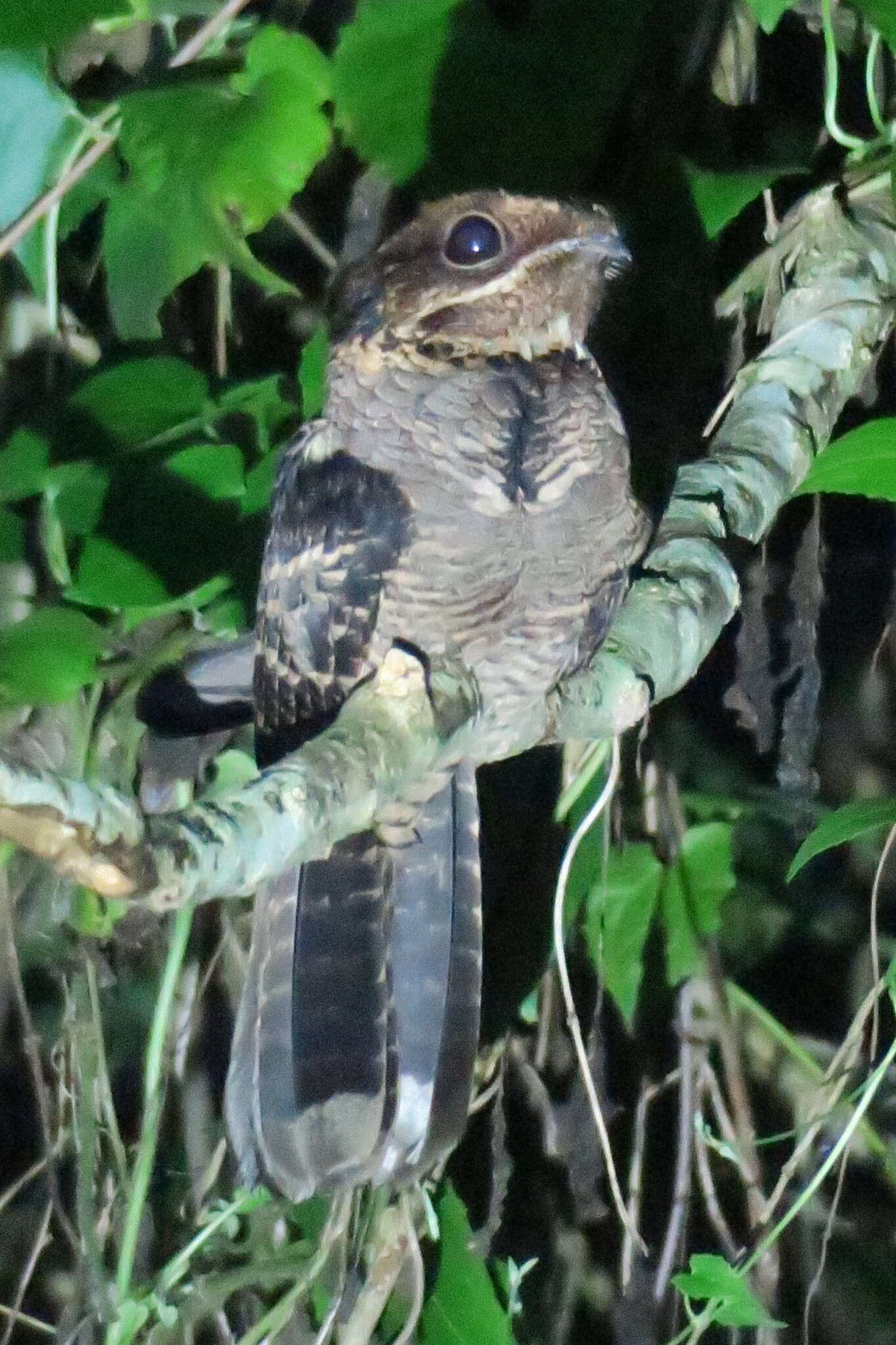 Image of Large-tailed Nightjar
