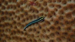 Image of Shark nose goby