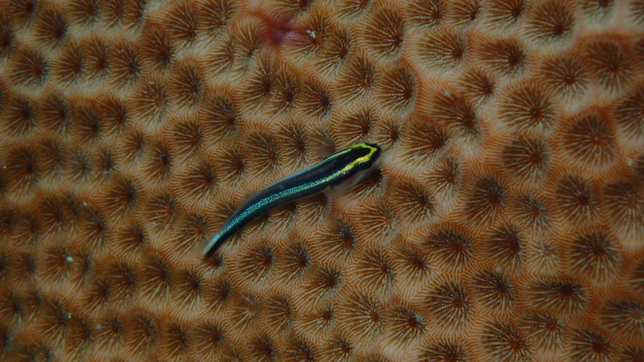 Image of Shark nose goby