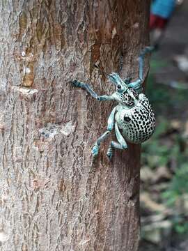 Image of Entimus granulatus (Linnaeus 1758)