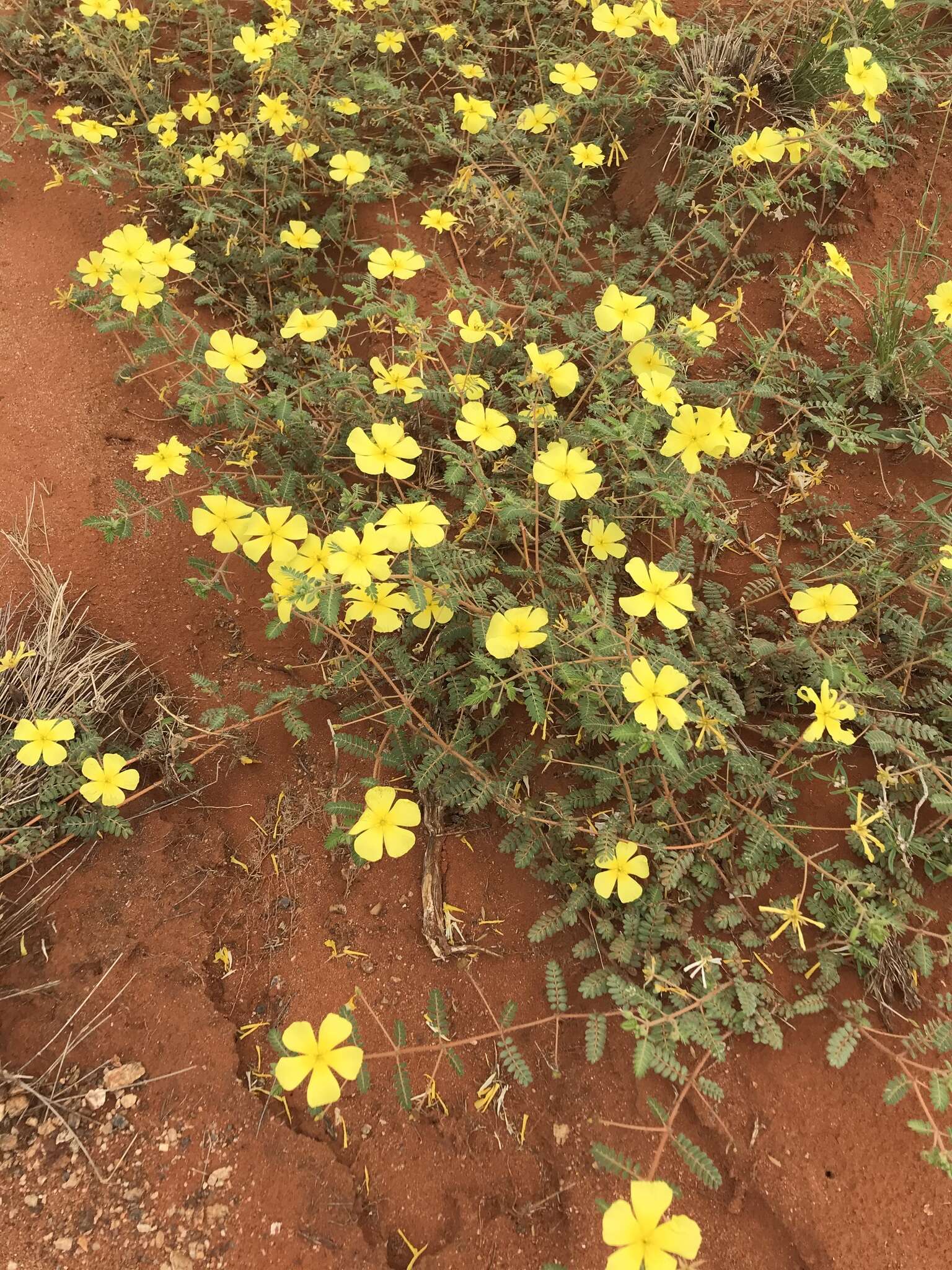 Image of Tribulus pentandrus var. pterophorus (Presl) P. Singh & V. Singh