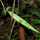 Image de Lepanthes tachirensis Foldats