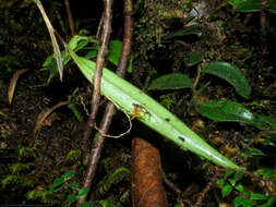 Image de Lepanthes tachirensis Foldats