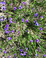 Image of Monopsis unidentata subsp. unidentata