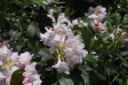 صورة Rhododendron sochadzeae Charadze & Davlianidze