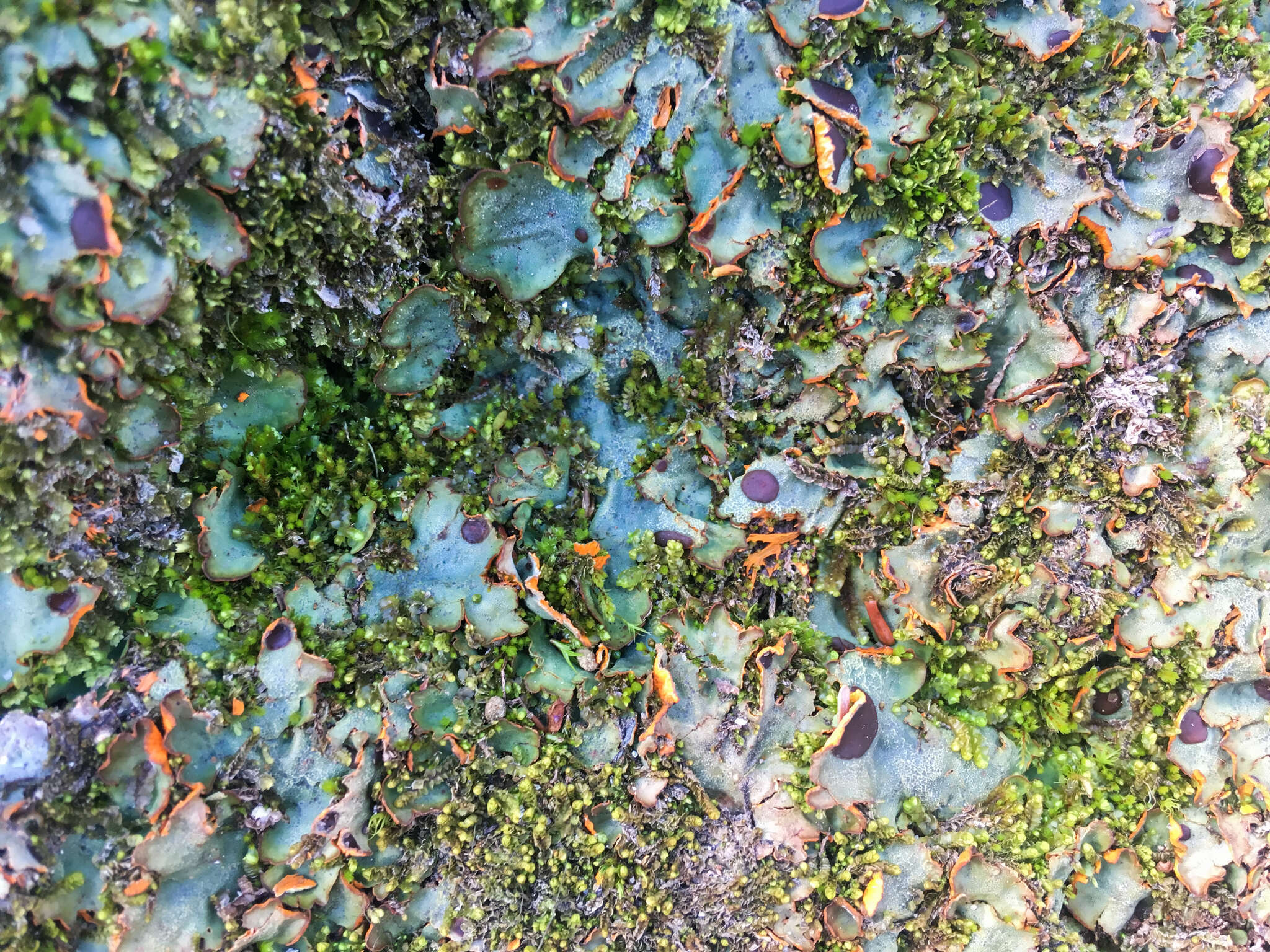 Image of chocolate chip lichen