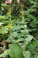 Image of Inula racemosa Hook. fil.