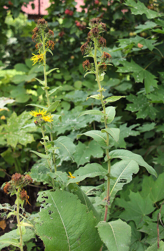 Image of Inula racemosa Hook. fil.