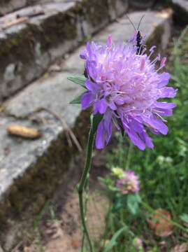 Слика од Knautia arvensis (L.) Coulter