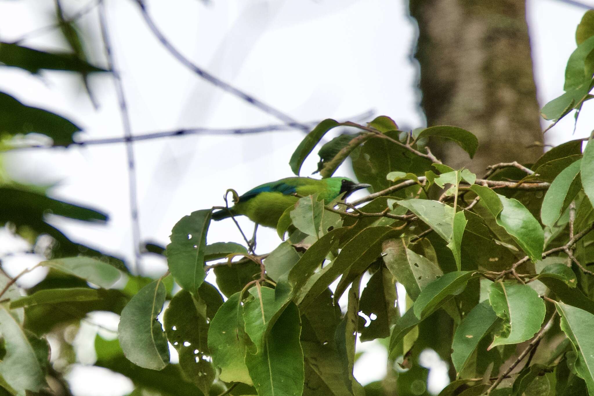 Image of Bornean Leafbird