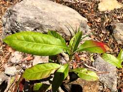 Image of Elaeocarpus reticulatus Sm.