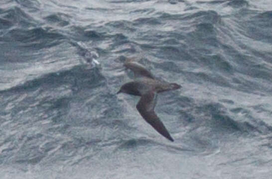 Image of Murphy's Petrel