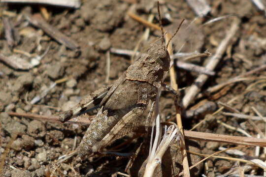 Image of Trimerotropis occidentiloides Rentz, D. C. F. & Weissman 1981