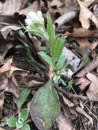 Image of woman's tobacco