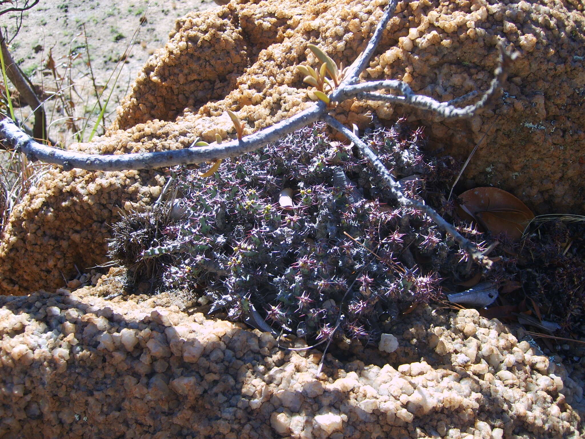 Image of Euphorbia schinzii Pax