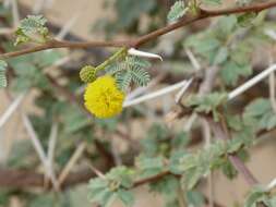 Image of Vachellia flava (Forssk.) Kyal. & Boatwr.