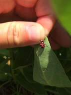 Image of Spotted Lady Beetle