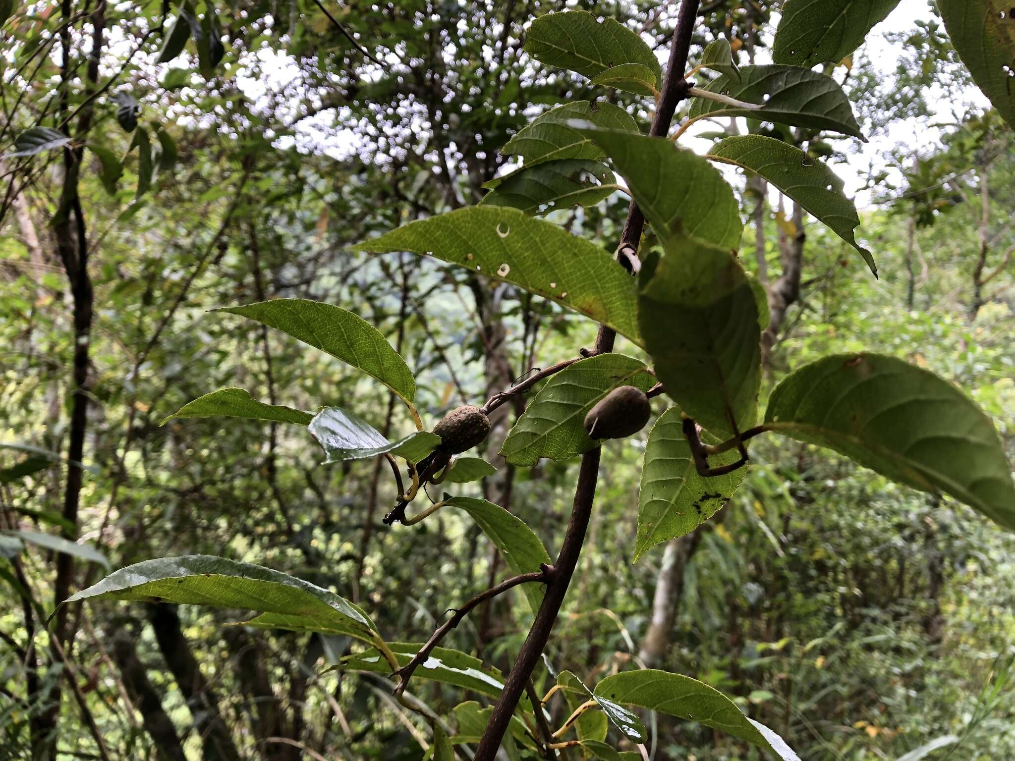 Image of Actinidia callosa var. discolor C. F. Liang