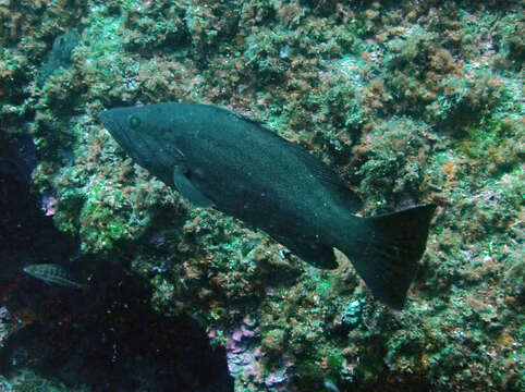 Image of Comb Grouper