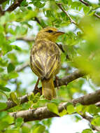 Image of Taveta Golden Weaver