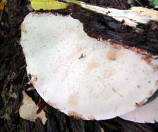 Image of Late fall polypore