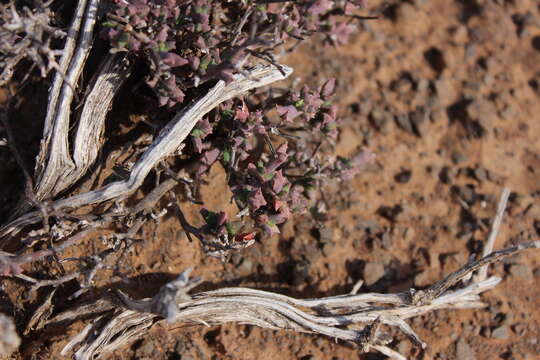 Image of Ruschia vanderbergiae L. Bol.