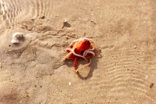 Image of southern sand octopus