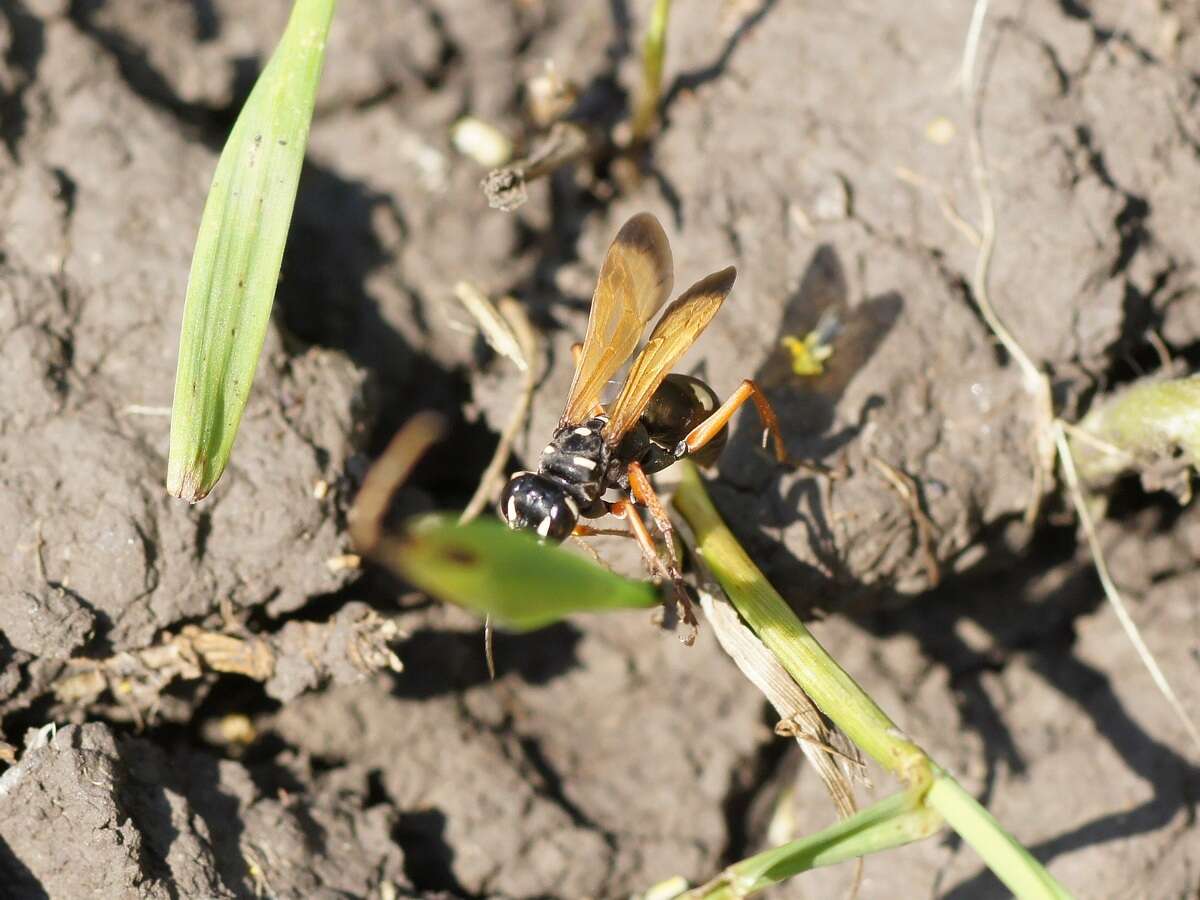 Слика од Cryptocheilus variabilis (Rossi 1790)